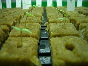 Quality Hydroponic Rockwool Grow Cubes for sale