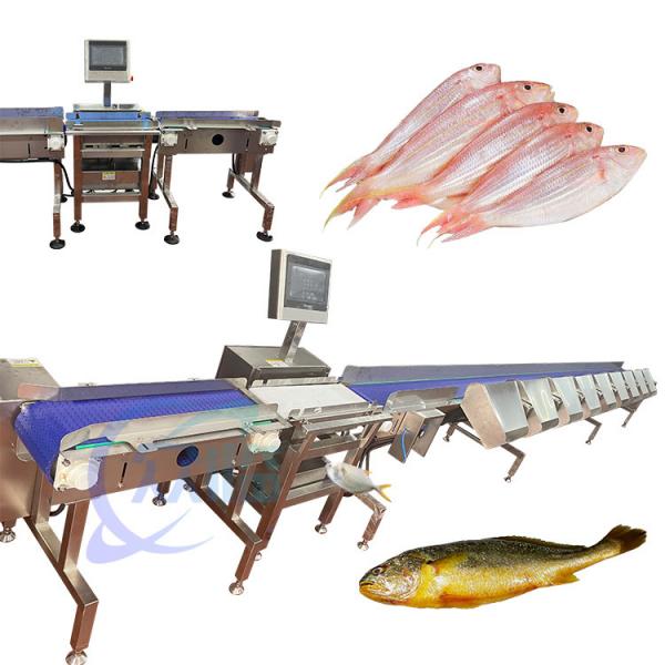 Quality High Precise Live Fish Sorting Machine Live Fish Sorting Equipment Tilapia Sizing for sale