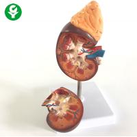 China Human Kidney Model With Adrenal Gland Hospital Clinic Display Support factory