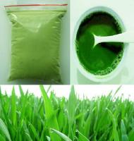 China Grade A Barley Grass Powder Organic Certified for Health Food Real Manufacturer factory