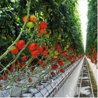 China Temporary Heating Film Greenhouse Vegetable and Flower Hydroponic System for Planting factory