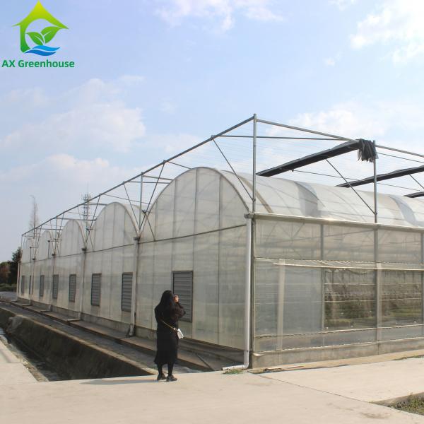 Quality Large Clear Plastic Sheeting Greenhouse 4m-7.5m Height Galvanized Steel for sale