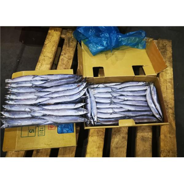 Quality Cololabis Saira High Protein #1 Frozen Pacific Saury for sale