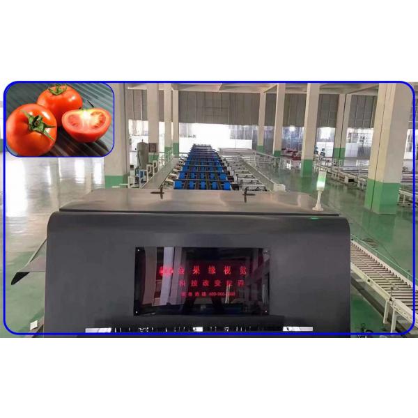 Quality Mechanical Vegetable Sorting Machine 50Hz Tomato Sorter Machine Customized for sale