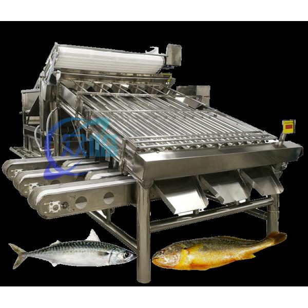 Quality Efficient Small Fish Grader Machine Mackerel Grading System Large Capacity 5T/H for sale