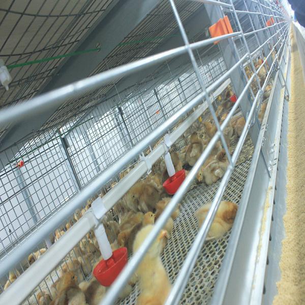 Quality Hot Dip Galvanized Q235 Broiler Equipment 108 / 144birds Wire Chicken Cage for sale