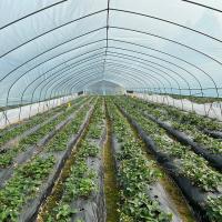 Quality Commercial Agricultural High Tunnel Plastic Greenhouse Single Span for Tomato for sale