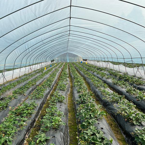 Quality Tunnel Plastic Film Greenhouse / Vegetable Greenhouse Climate Control Economical for sale