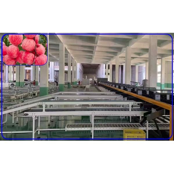 Quality Robot Computer Control Apple Sorting Equipment 2 Channel Intelligent Apple Sorter for sale