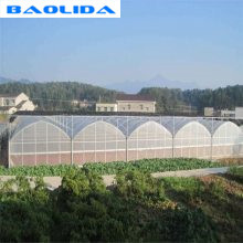 Quality 200 Micron PE Film Multi Span Greenhouse Structure / Polyethylene Foil Greenhouse for sale