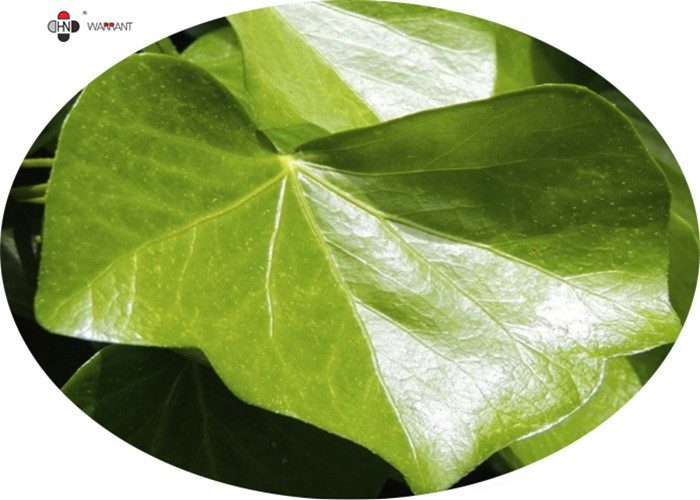 China 20 %-30% Hederagenin Ivy Leaf Extract Brown Powder factory