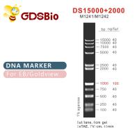 Quality DS 15000+2000 DNA Marker ladder M1241 (50μg)/M1242 (5×50μg) for sale