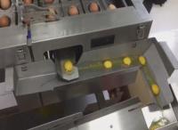 China automatic food processing machine breaks eggshell and separates yolk from egg white factory