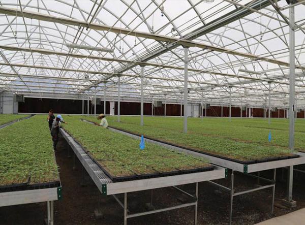 Expanded Metal for Greenhouse Seedbed Top Panels 