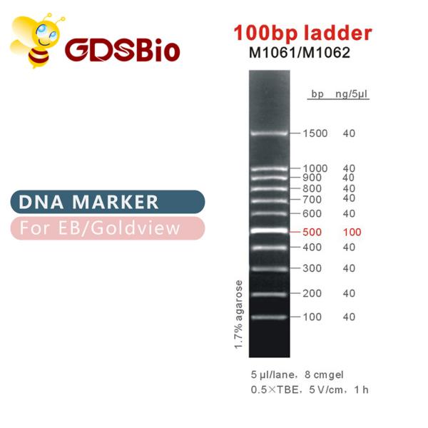 Quality 100bp Ladder DNA Marker M1061 (50μg)/M1062 (50μg×5) for sale