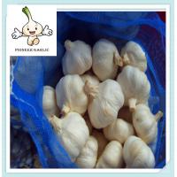 China lowest price newest wholesale natural garlic garlic export price factory