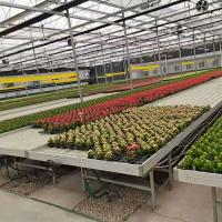 China Vegetables Ebb And Flow Tray Seeding Bed Greenhouse Rolling Benches factory