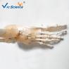 China 180cm Tall Life Size Anatomical Skeleton  For Medical Students With Muscles And Ligaments factory